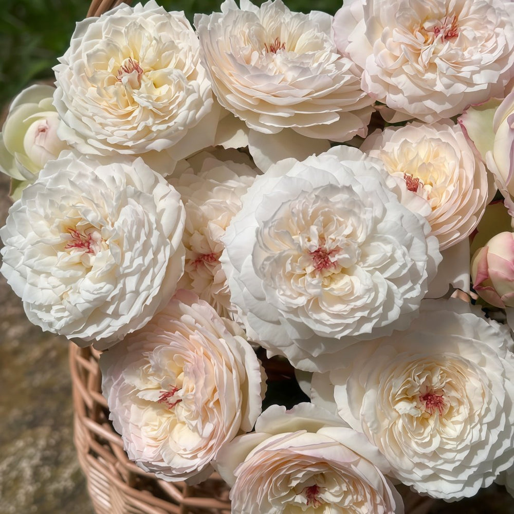 Savon Rose Plant|肥皂 image 7