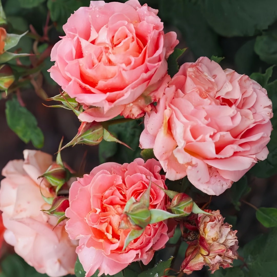 Laurent Cabrol Rose Plant｜劳朗卡布罗尔 image 8