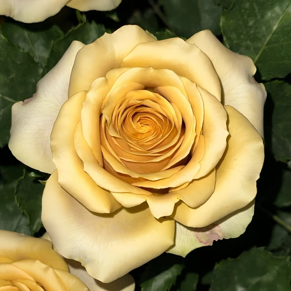 Golden Mustard Rose Plant|黄金芥末 image 2