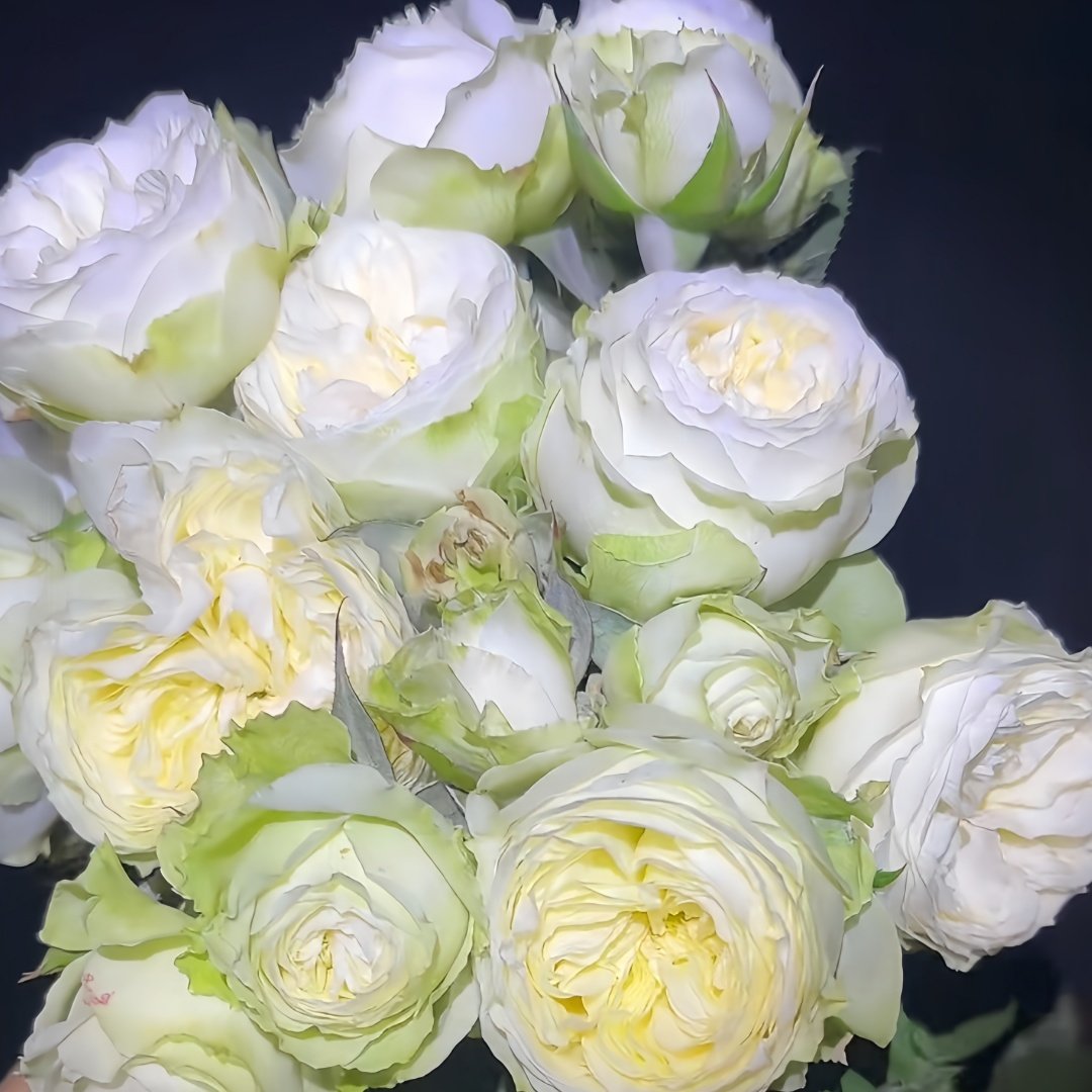 Lovely Harper Rose Plant | 可爱的哈珀 image 6