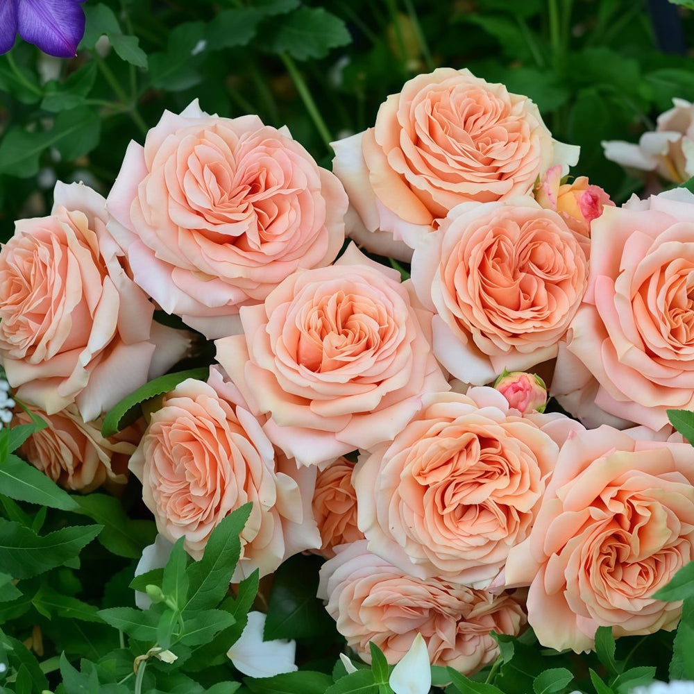 Capri Rose Plant | 卡普里 image 8