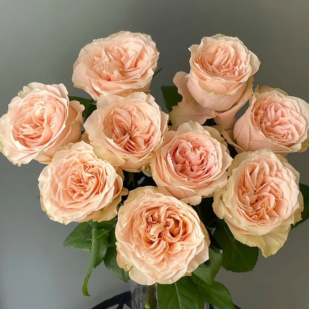 Warm hearted Milk Pastry Rose Plant|暖心奶油酥 image 3