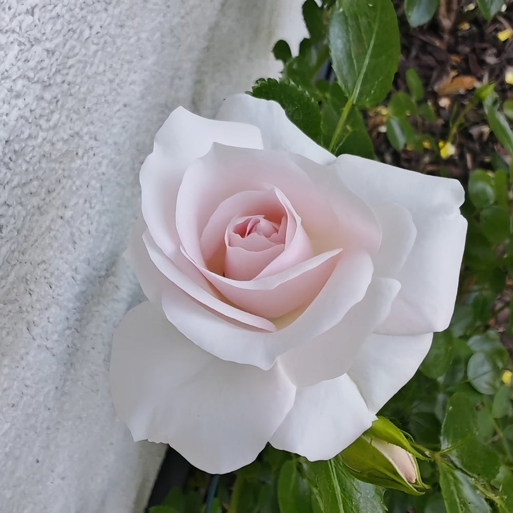 Aspirin Rose Plant|阿司匹林 image 4
