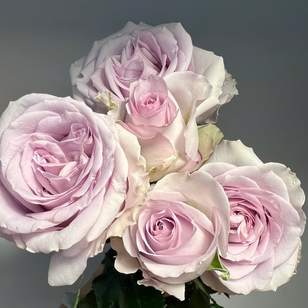 Cosset Rose Plant｜柯赛特 image 4