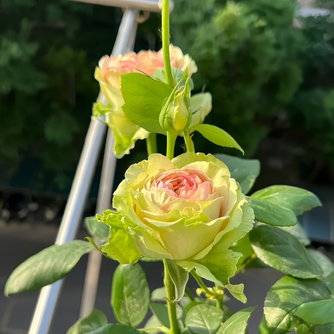 Green Planet Rose Plant｜绿色星球 image 3