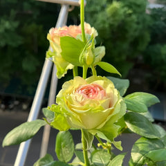 Green Planet Rose Plant｜绿色星球 image 3