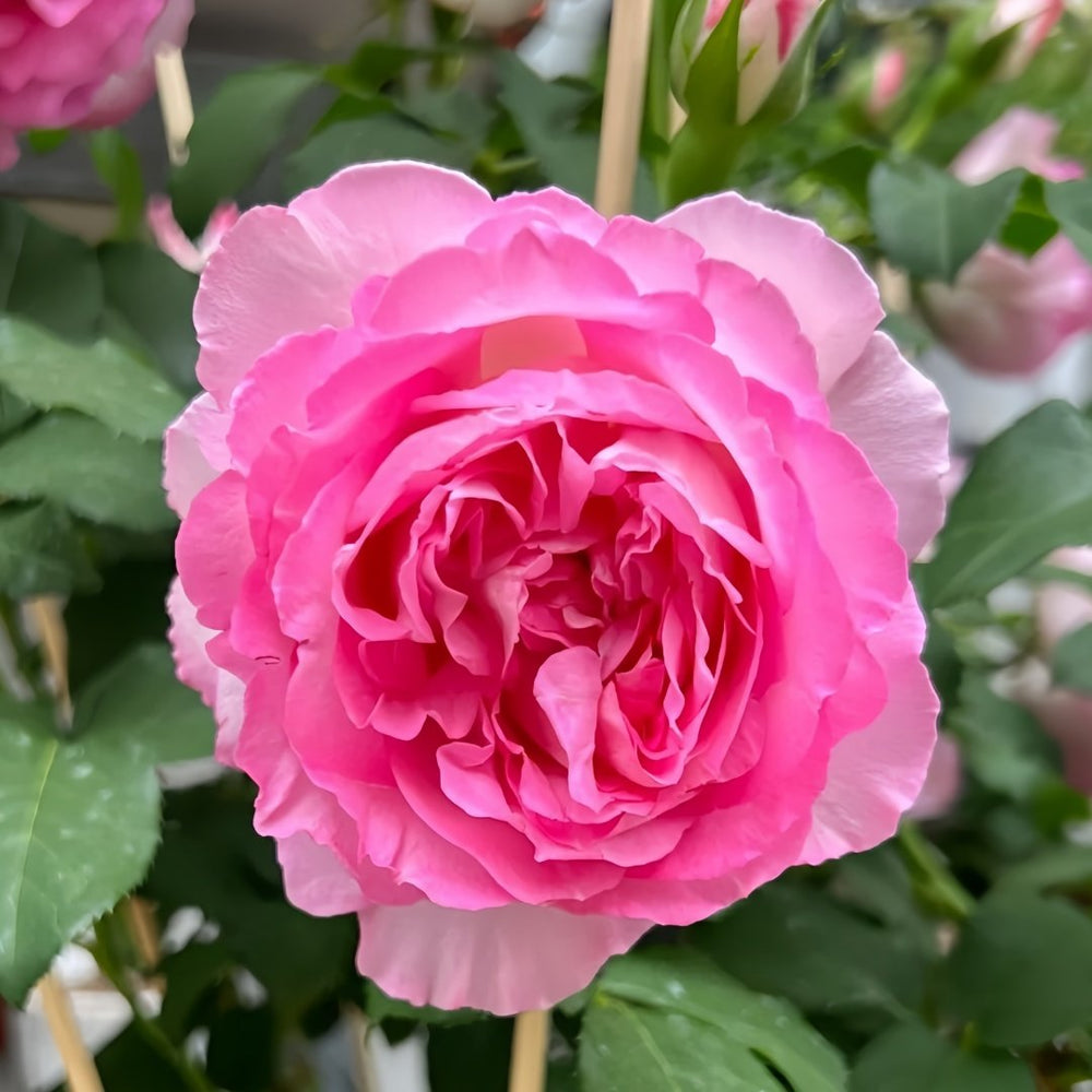 Rien Rose Plant｜河本绊 image 2