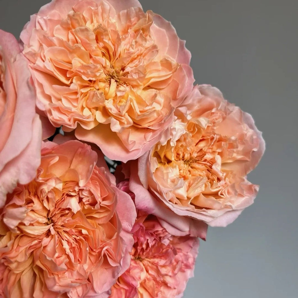 Edith Rose Plant｜伊迪斯 image 9
