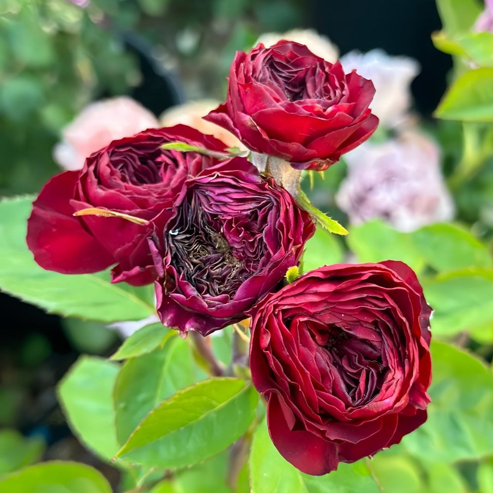 Frozen Summerhouse Rose Plant|冰雪山庄 image 5
