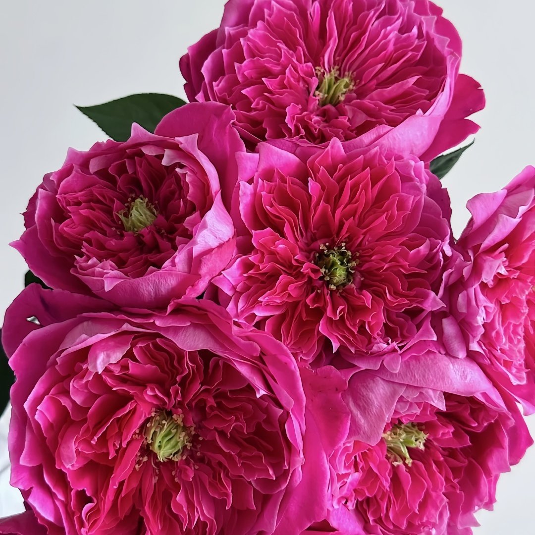 Accademia Rose Plant｜阿卡德米亚 image 3