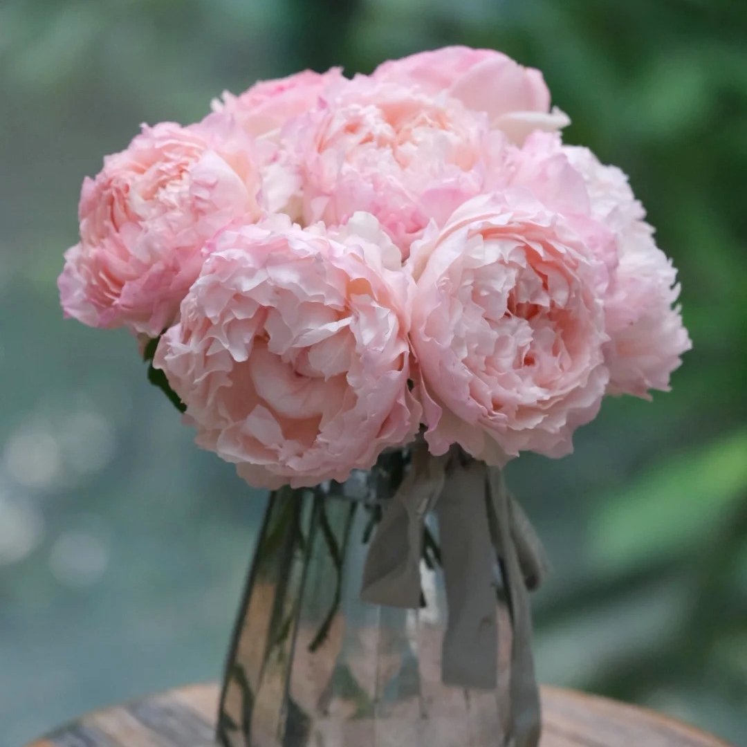 M-Perzik Rose Plant｜佩尔朱克 image 3