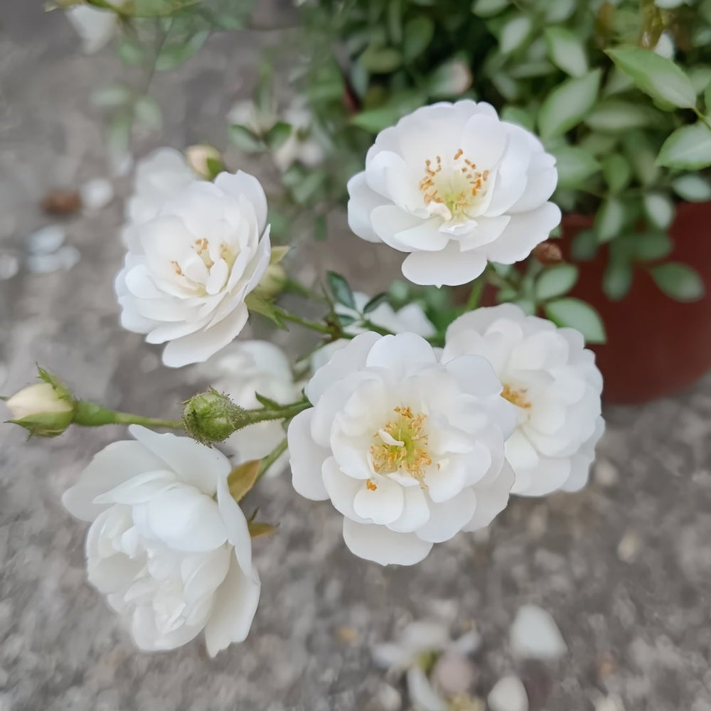 Yukihime Rose Plant｜雪姬 image 0
