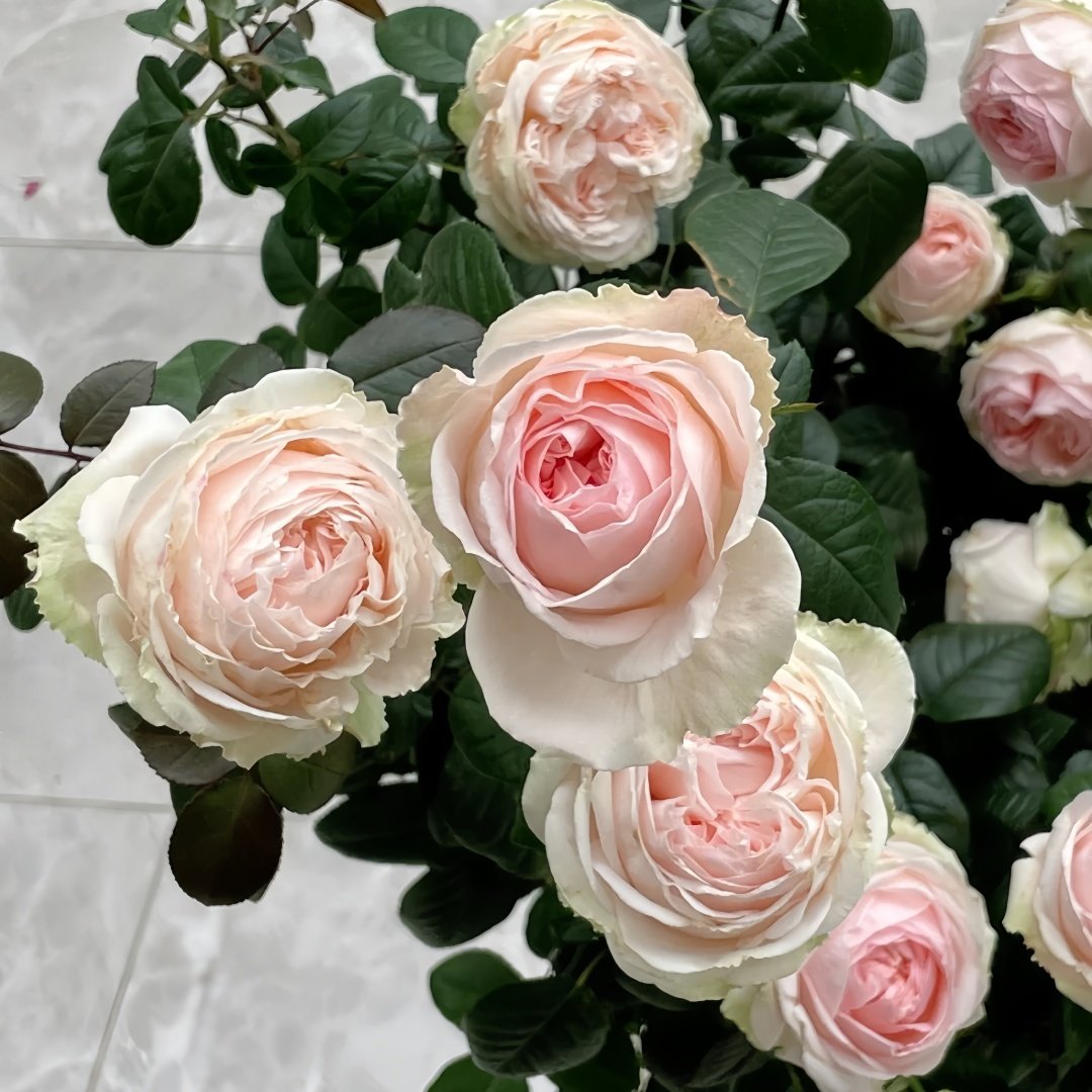 M-nostalgic romance Rose Plant|怀旧浪漫 image 7