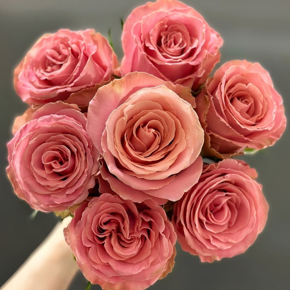 Hemosa Rose Plant ｜赫莫萨 image 0