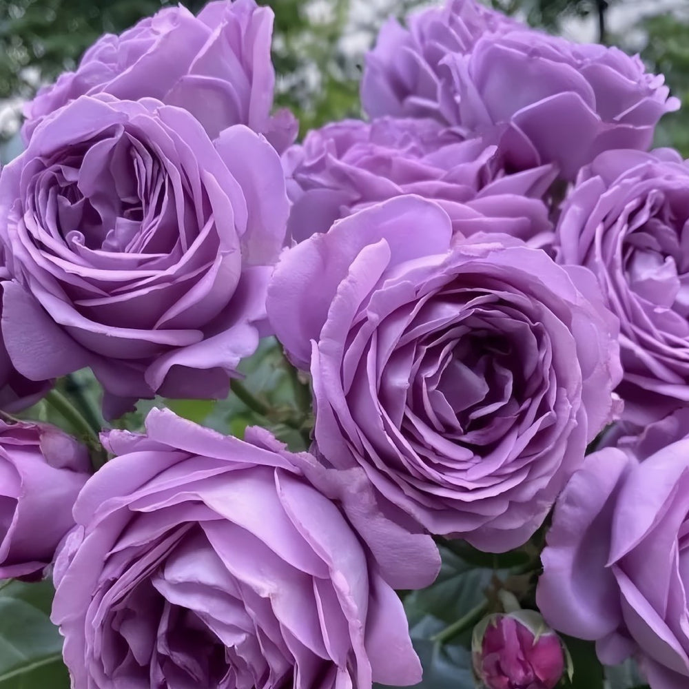 Kinda Blue Rose Plant｜微蓝 image 9