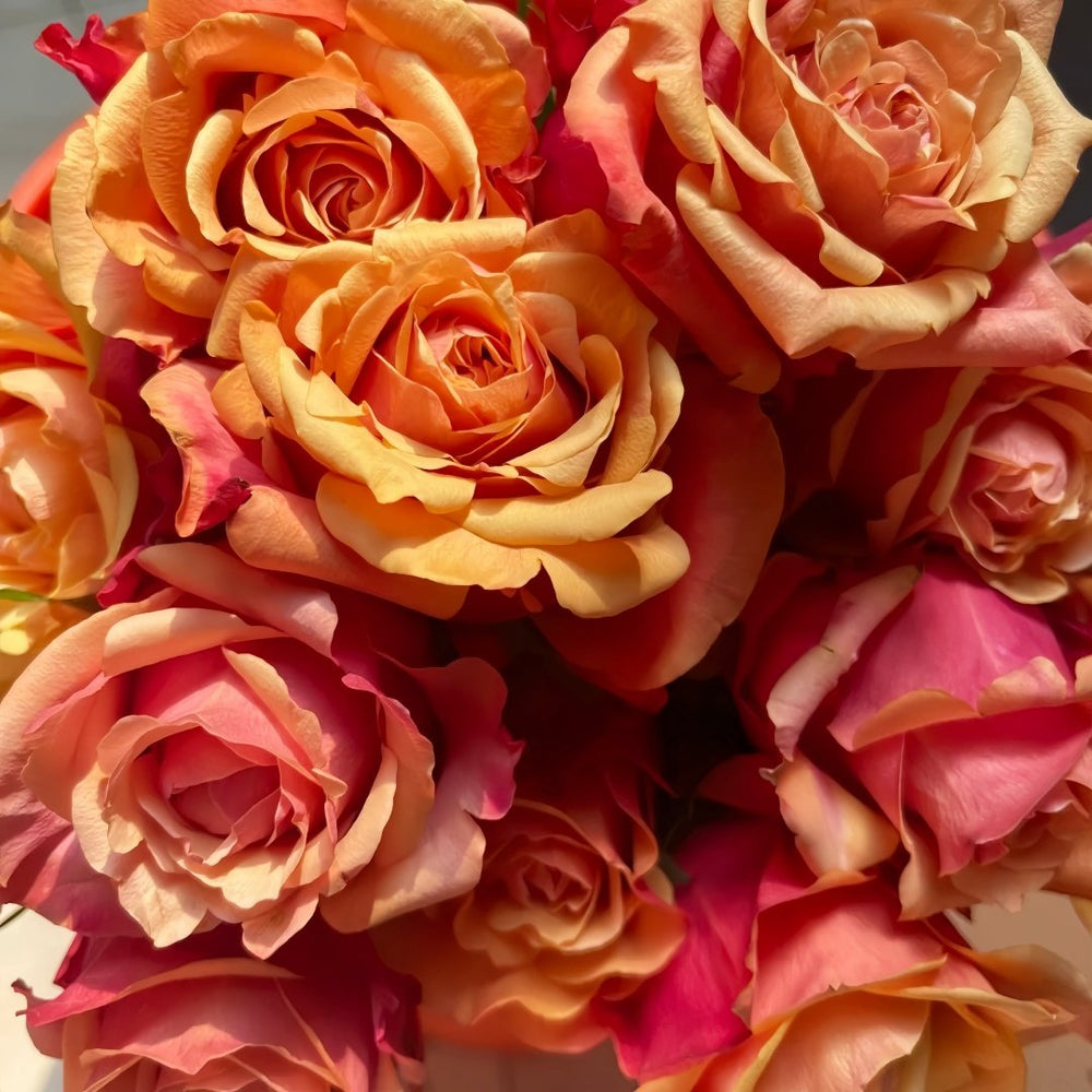 Cherry Brandy Rose Plant｜樱桃白兰地 image 4
