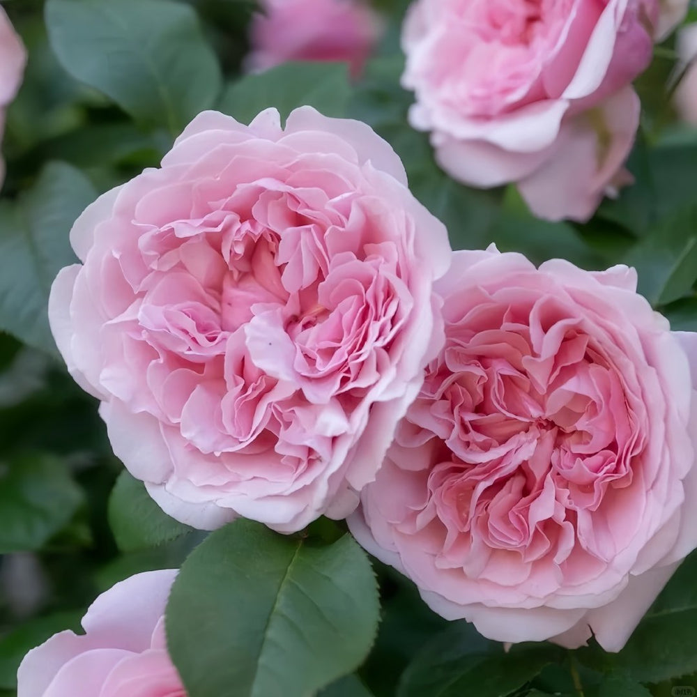 Miranda Rose Plant | 米兰达 image 6