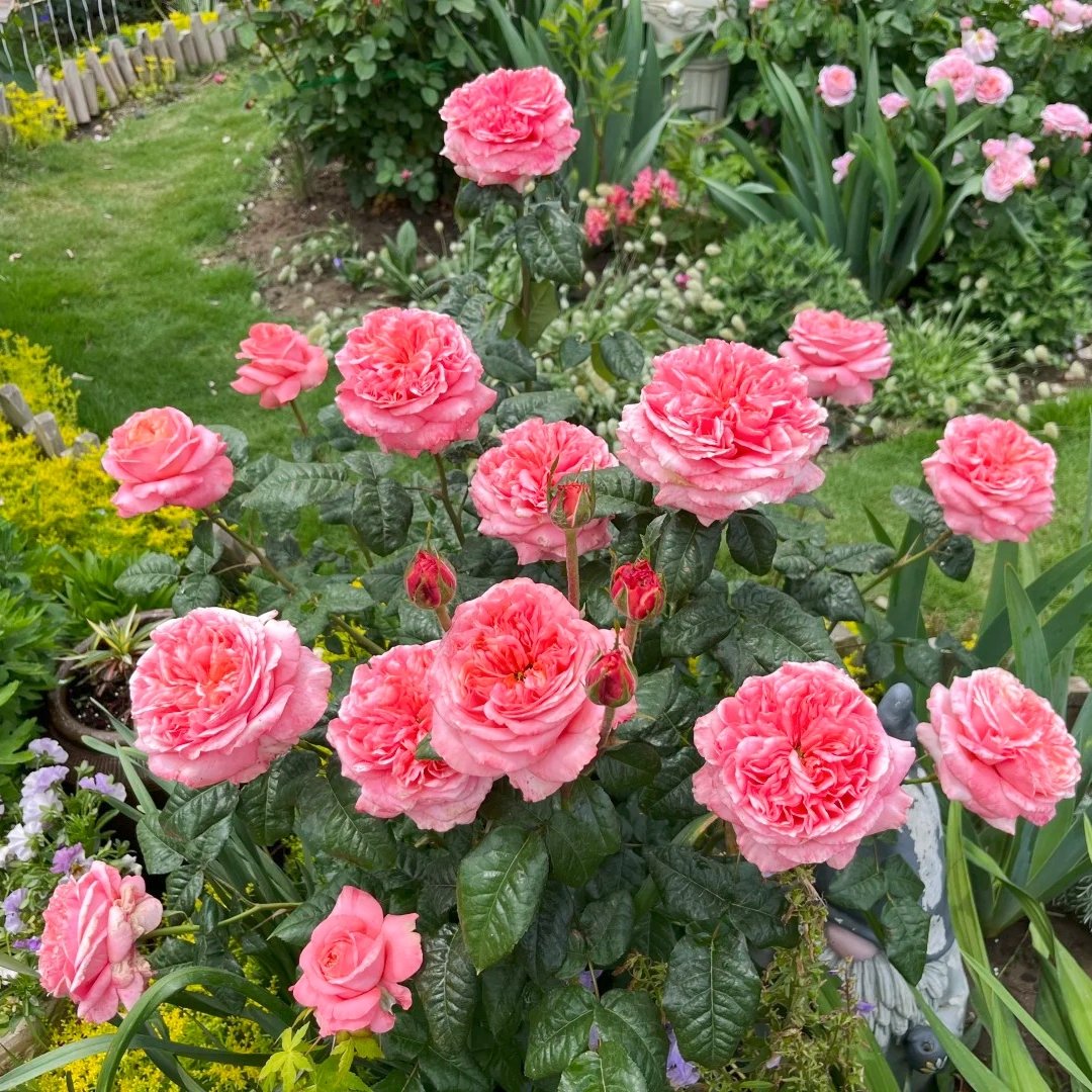 London Eye Rose Plant|伦敦眼 image 2