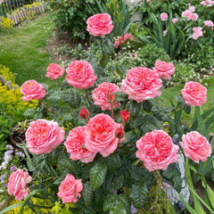 London Eye Rose Plant|伦敦眼 image 2