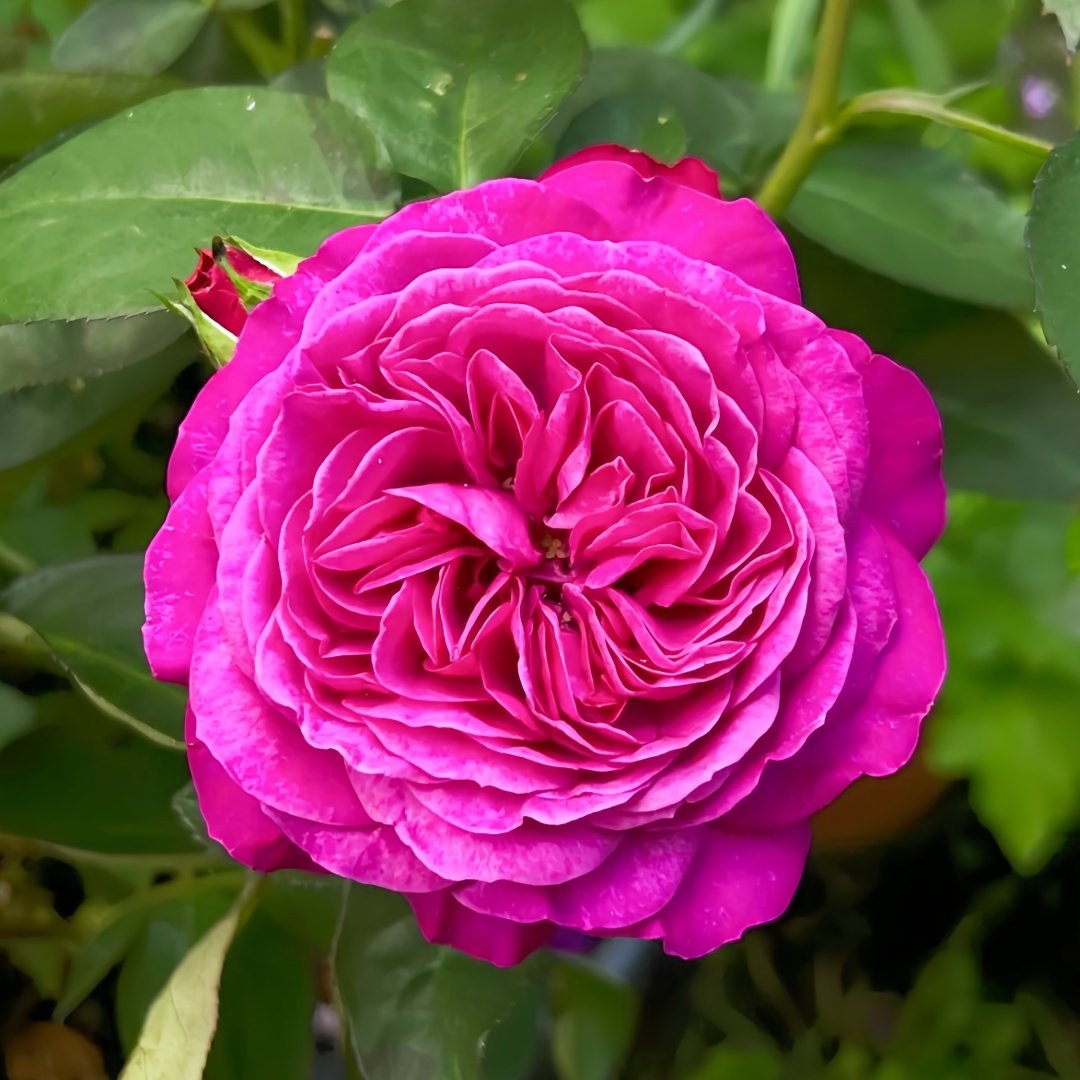 Heidi Klum Rose Plant｜海蒂克鲁姆 image 0