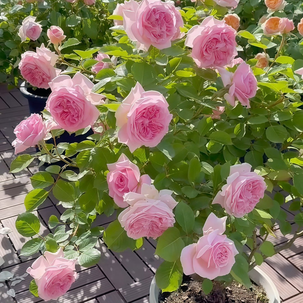 Mary Lennox Rose Plant ｜玛利伦 image 8