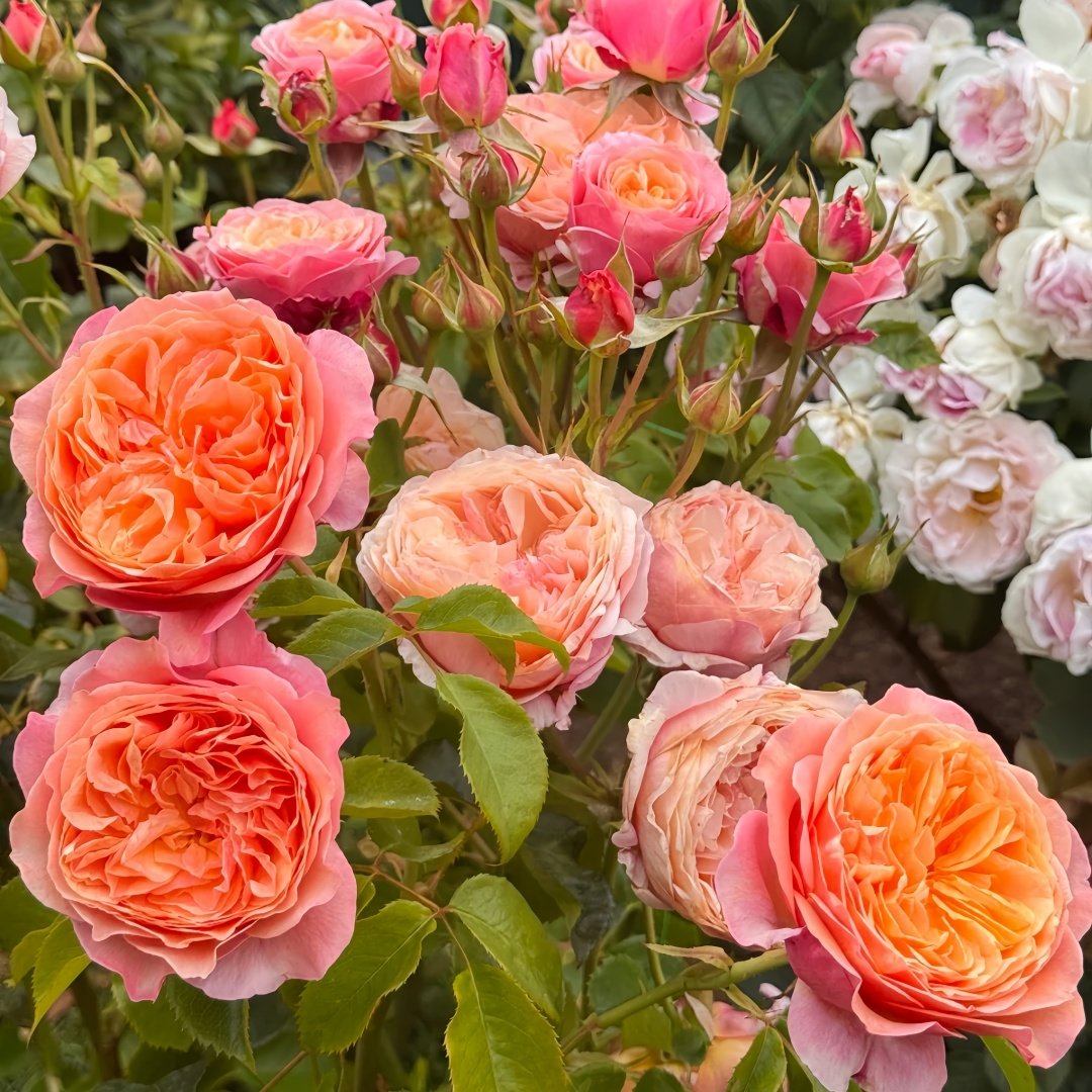 Victoria's secret Rose Plant|维多利亚的秘密 image 4