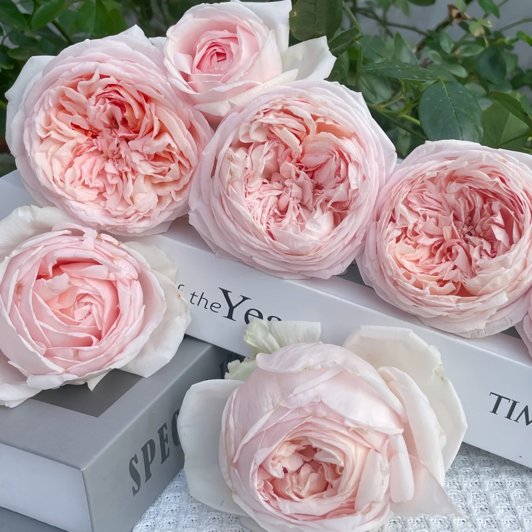 Yanzi Rose Plant|妍姿 image 8