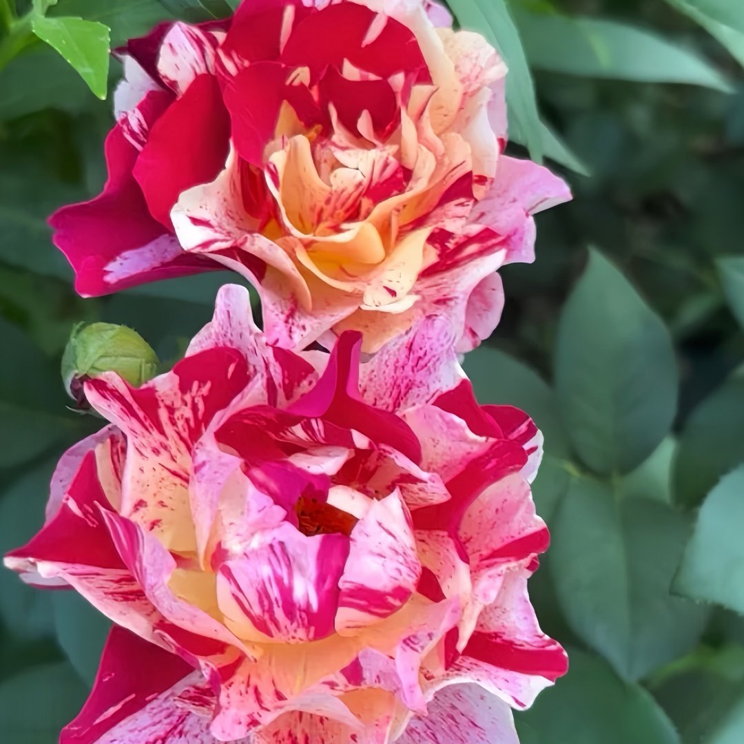 Maurice Utrillo Rose Plant｜莫里斯•尤特里罗 image 7