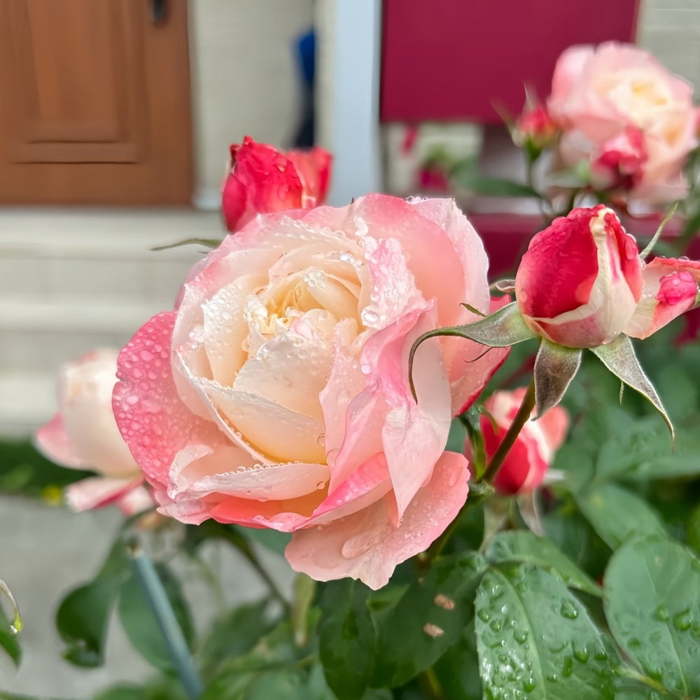 Chance Pom Rose | 苹果运气 image 5