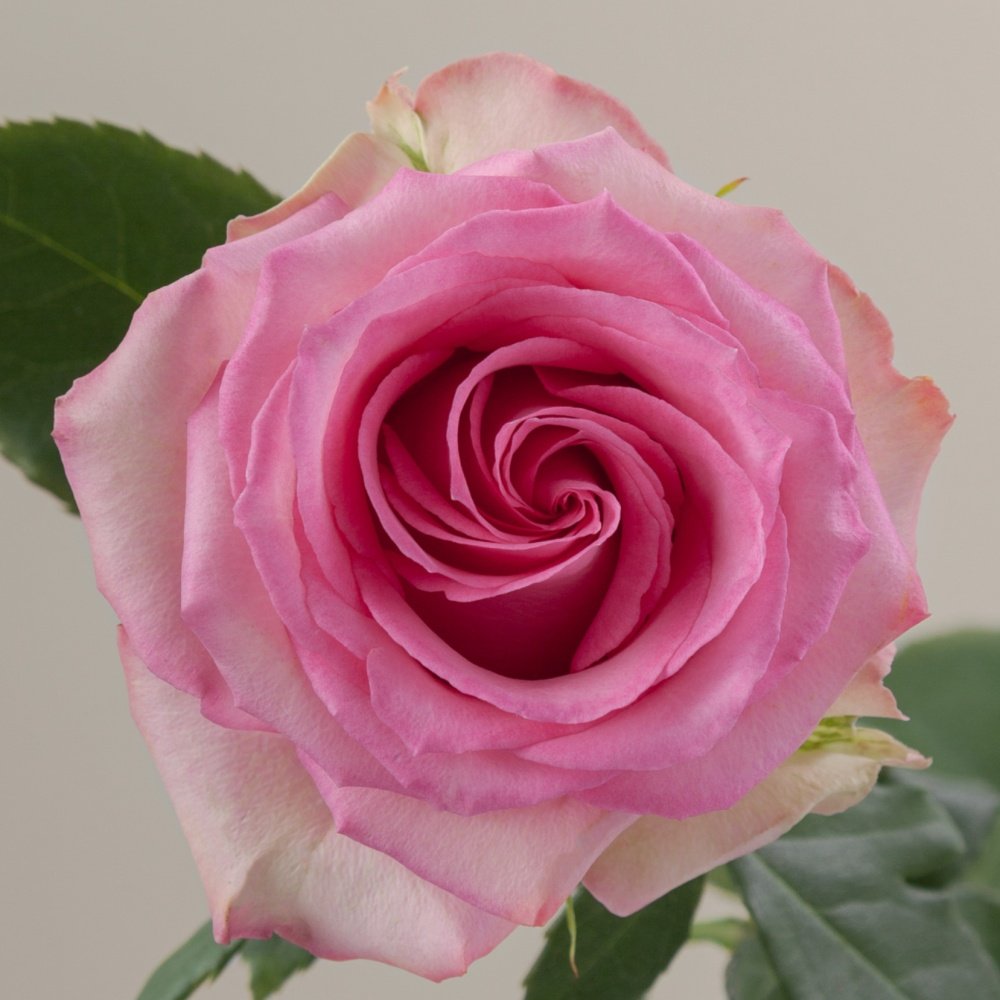 Sweet Unique Rose Plant｜红粉佳人 image 0