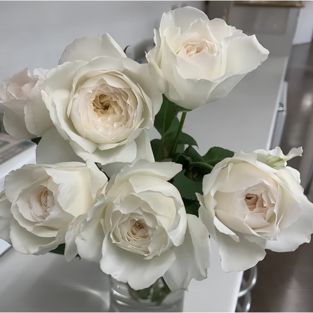 Shilabe Rose Plant|音调 image 5