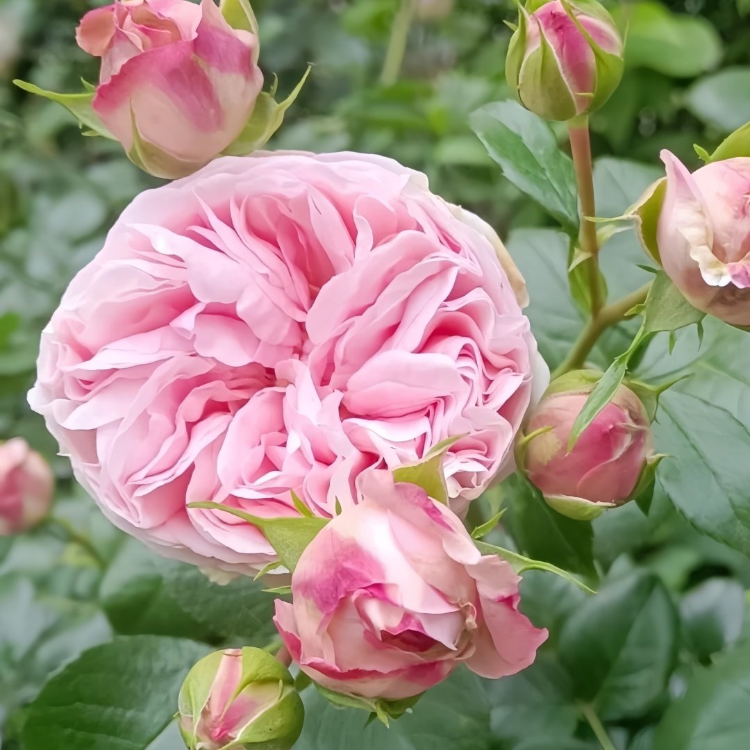 Giardina Rose Plant|贾尔迪纳 image 3