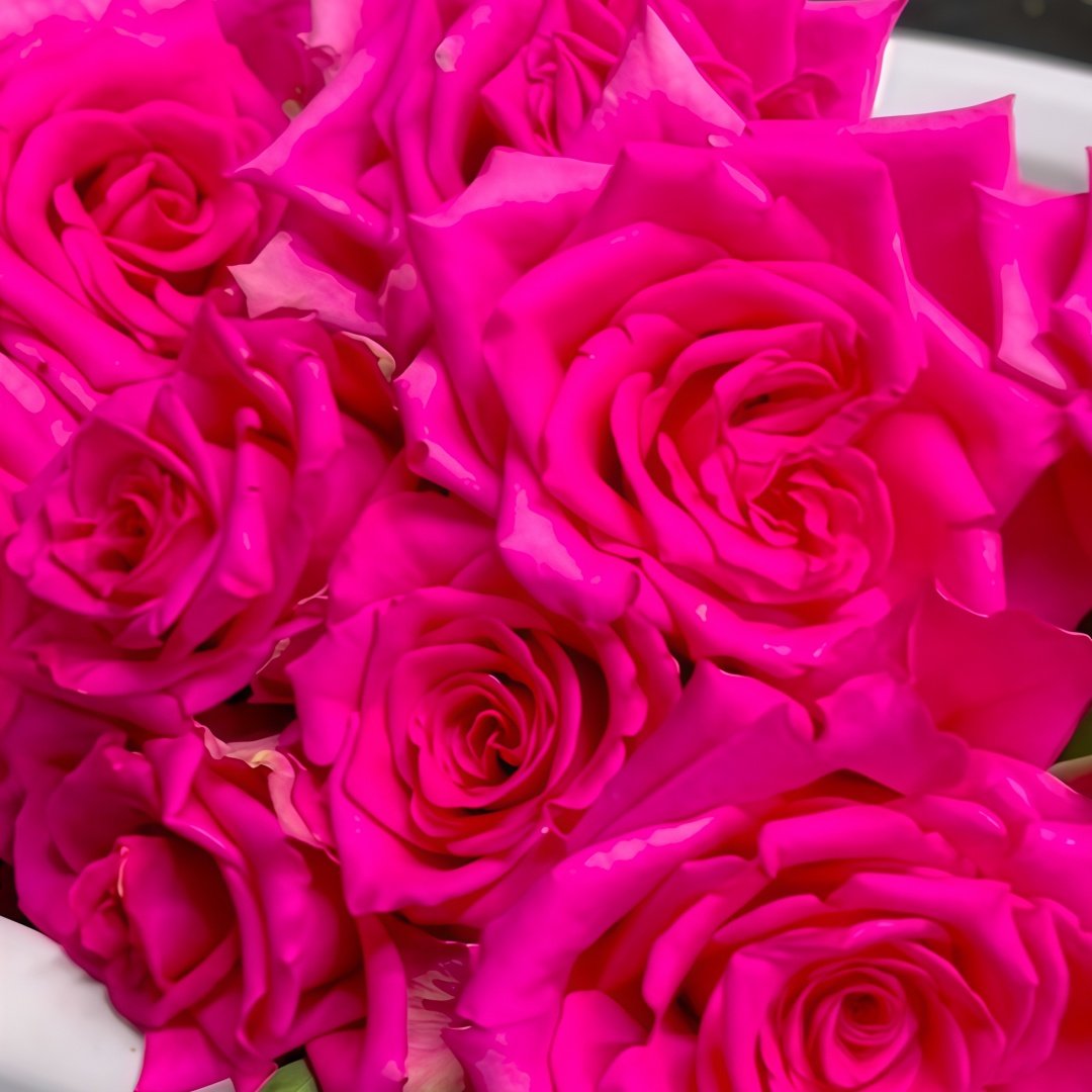 Hot Explorer Rose Plant|热情探险家 image 3