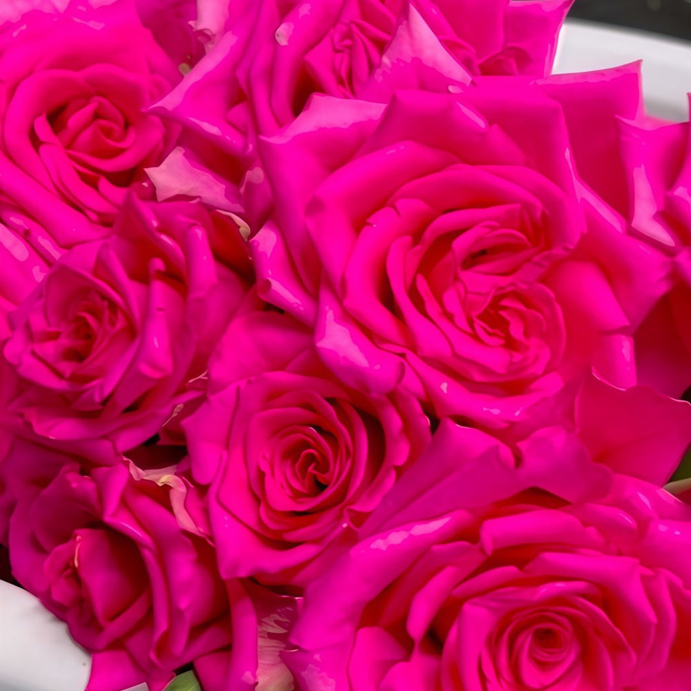 Hot Explorer Rose Plant|热情探险家 image 3