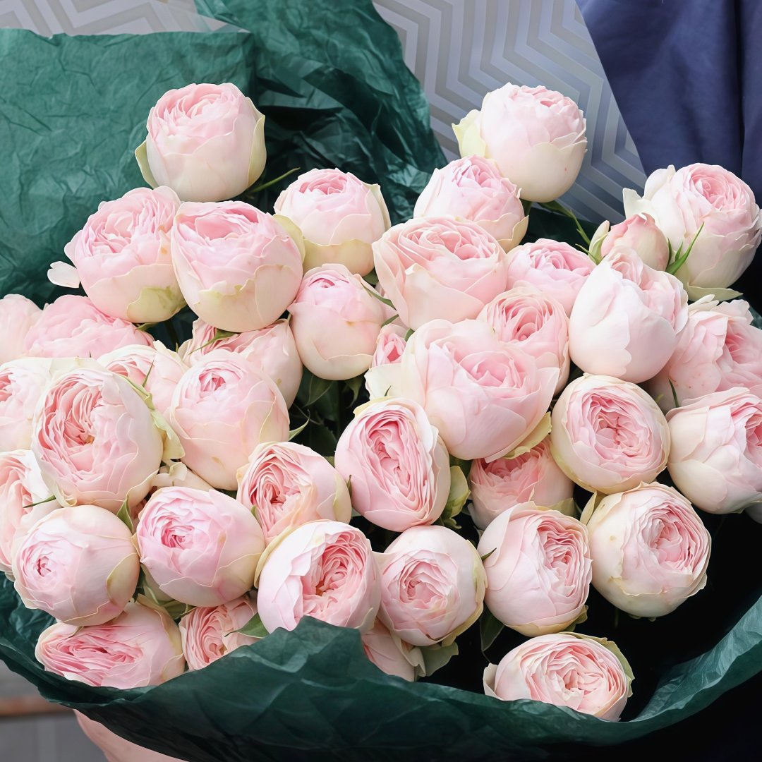Mansfield Park Rose Plant｜曼斯菲尔德庄园 image 4