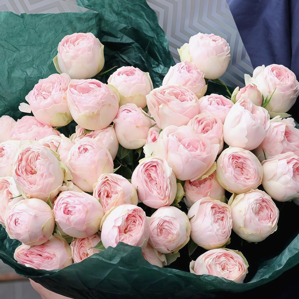 Mansfield Park Rose Plant｜曼斯菲尔德庄园 image 4