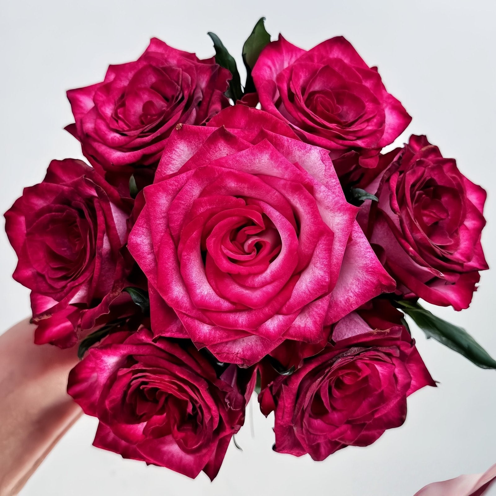 Ripasso Rose Plant｜里帕索 image 0