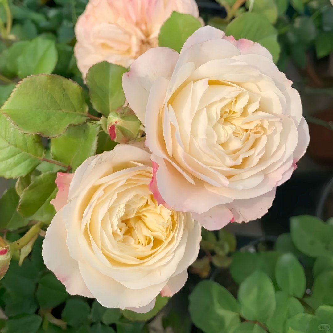 Keira Rose Plant|凯拉玫瑰 image 5