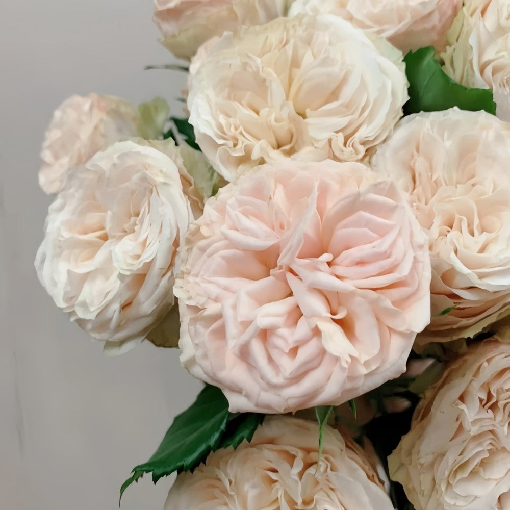 Gentle Trendsetter Rose Plant | 温柔宝藏 image 1