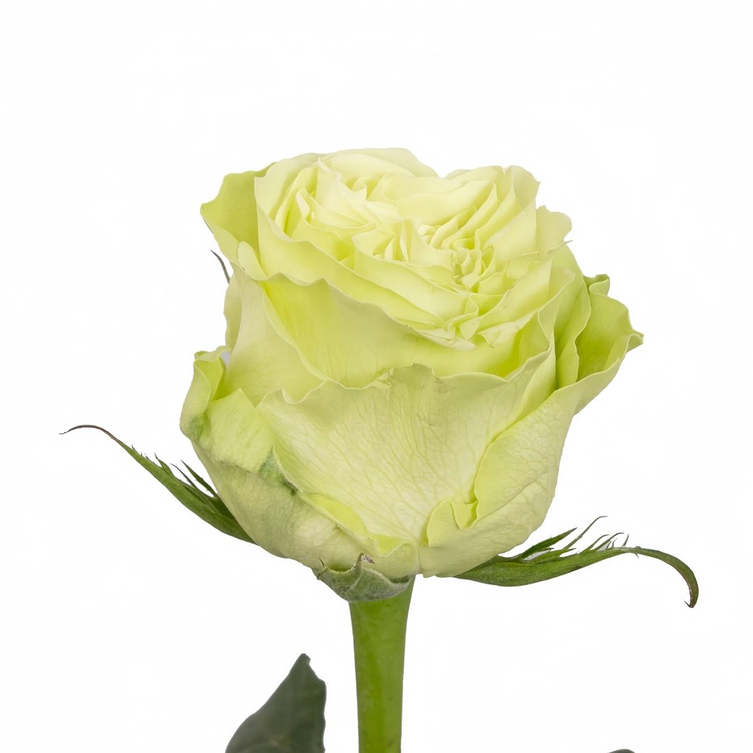 Wasabi Rose Plant｜芥末 image 3