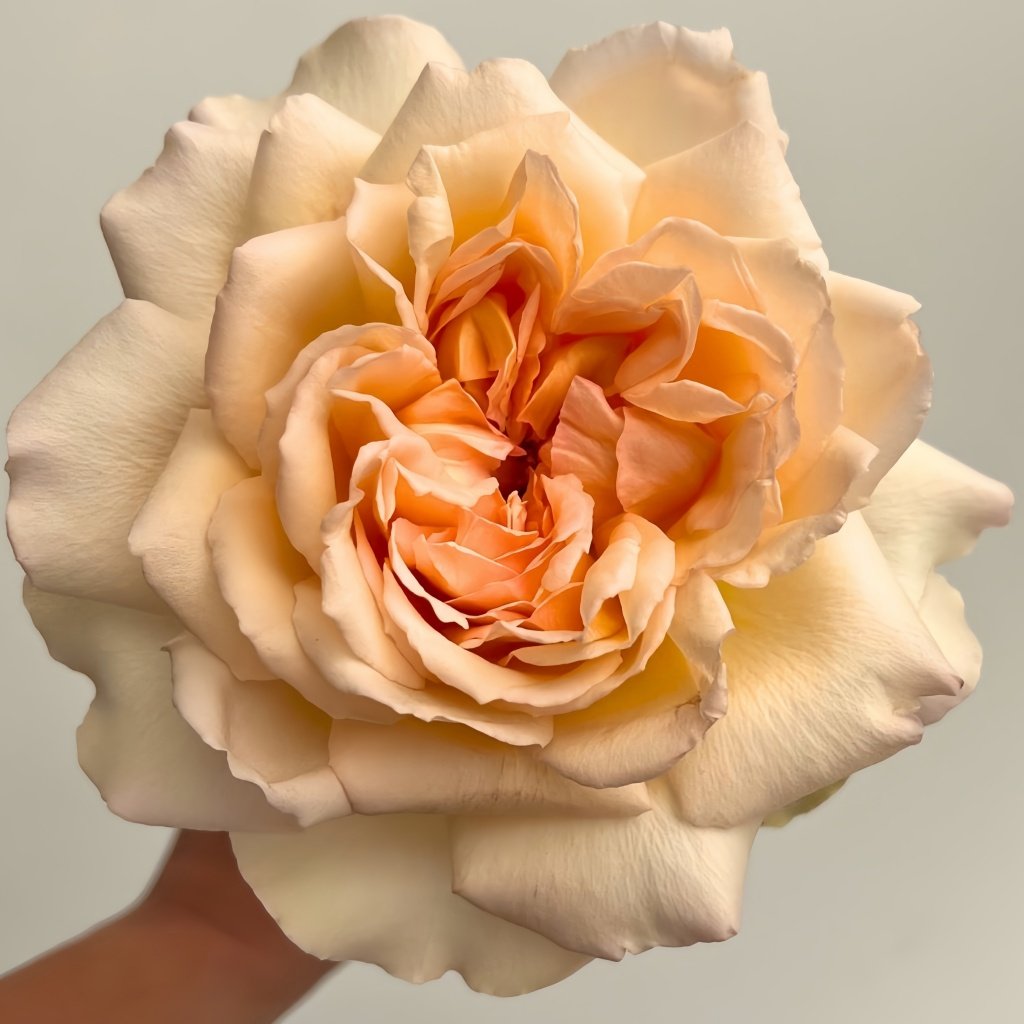 Princess Holly's Hope Rose Plant|霍莉公主的希望 image 0