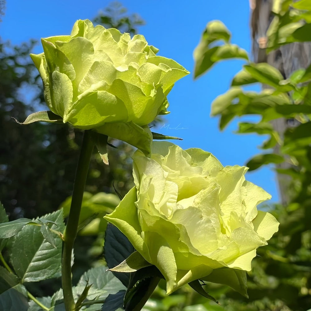 Green Planet Rose Plant｜绿色星球 image 7
