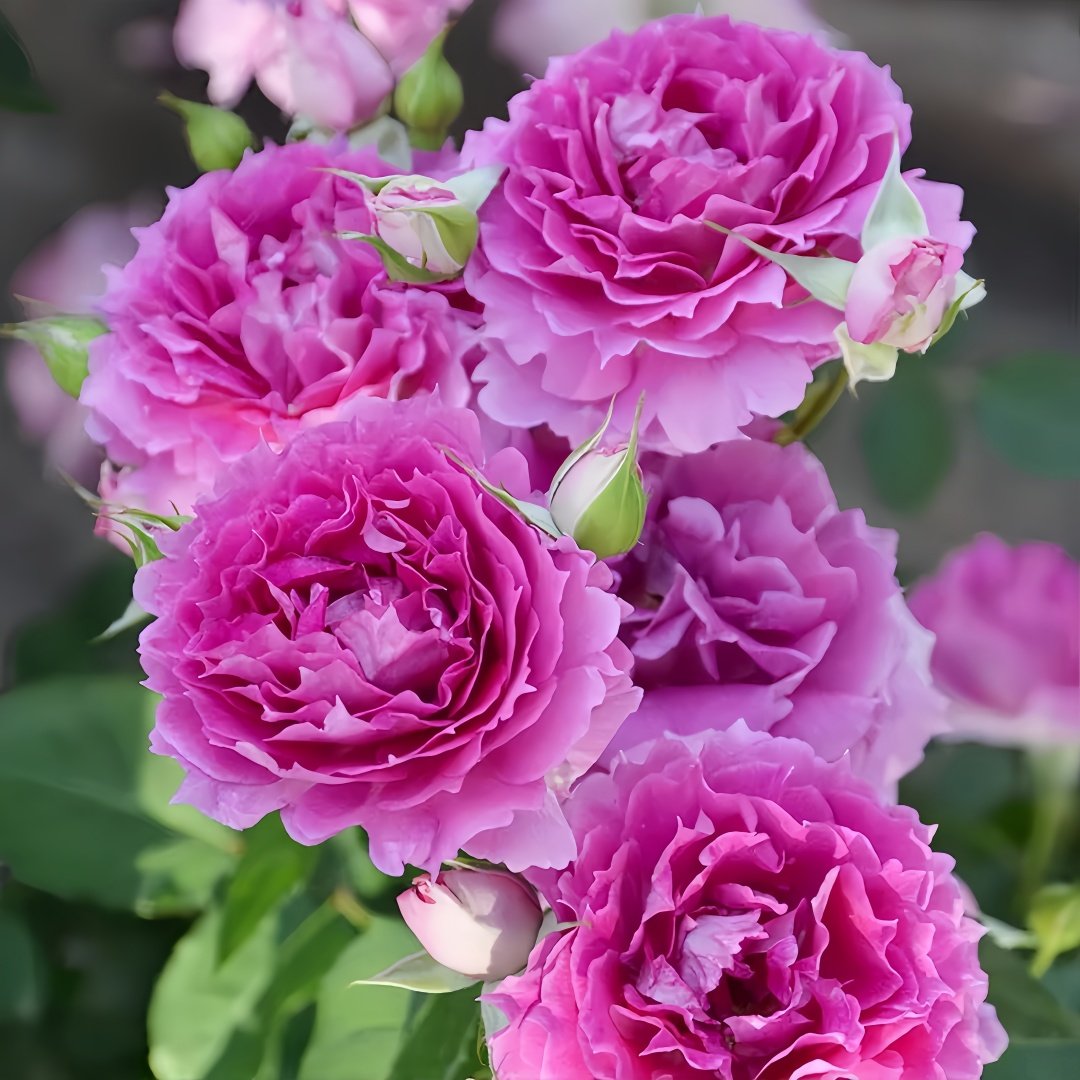 Sheherazade Rose Plant| 天方夜谭 image 4
