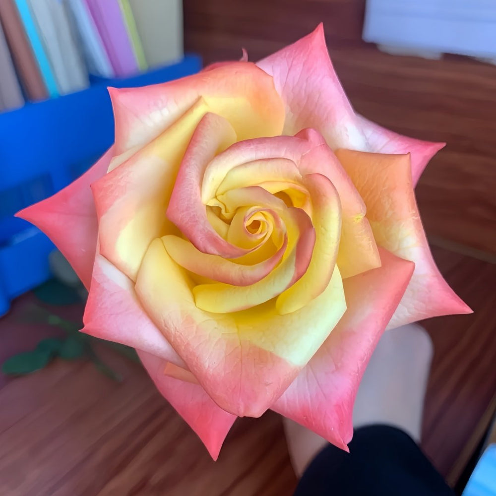Florida Rose Plant｜佛罗里达 image 0