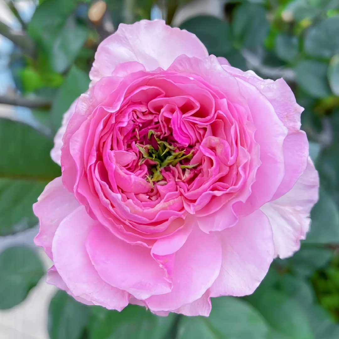 Jardin Parfumen Amoureuse Rose Plant｜禁忌感官 image 0
