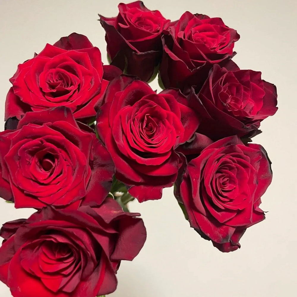 Legends Rose Plant|传奇玫瑰 image 2