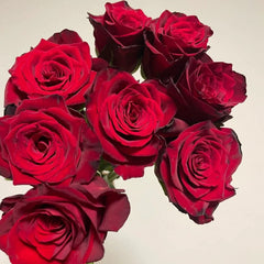 Legends Rose Plant|传奇玫瑰 image 2