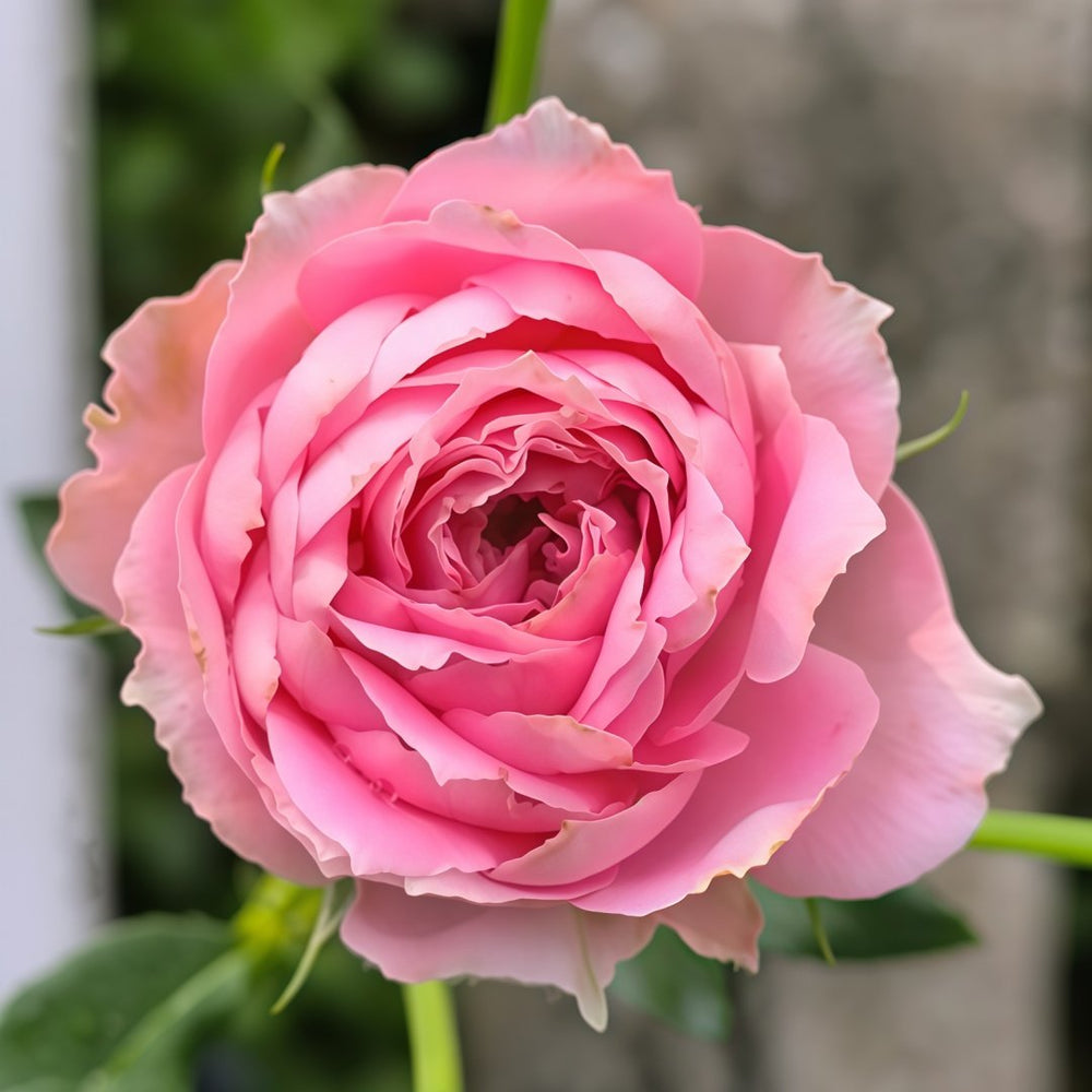 Fancy Ruffle Rose Plant｜花式褶皺玫瑰 image 1