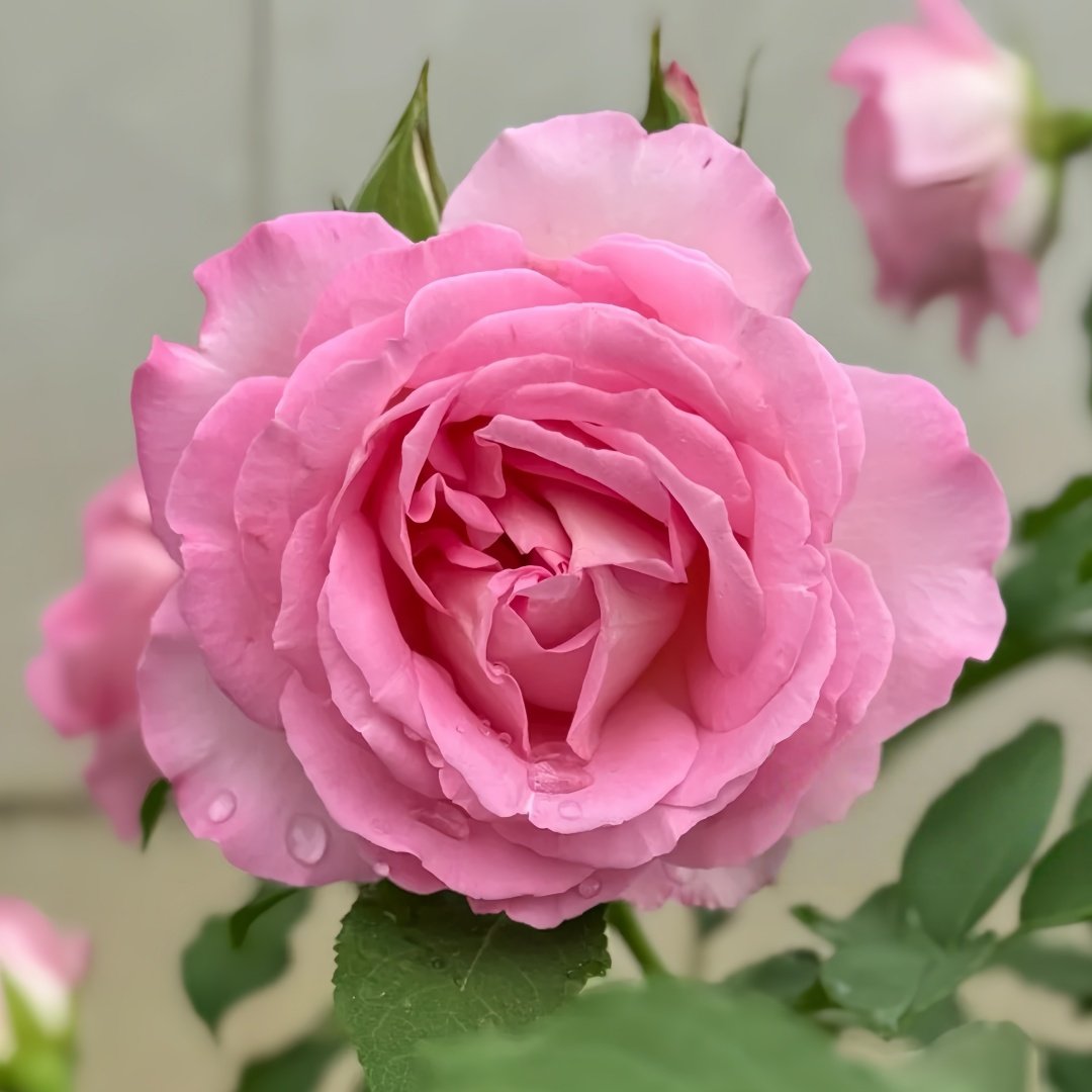 Rien Rose Plant｜河本绊 image 5