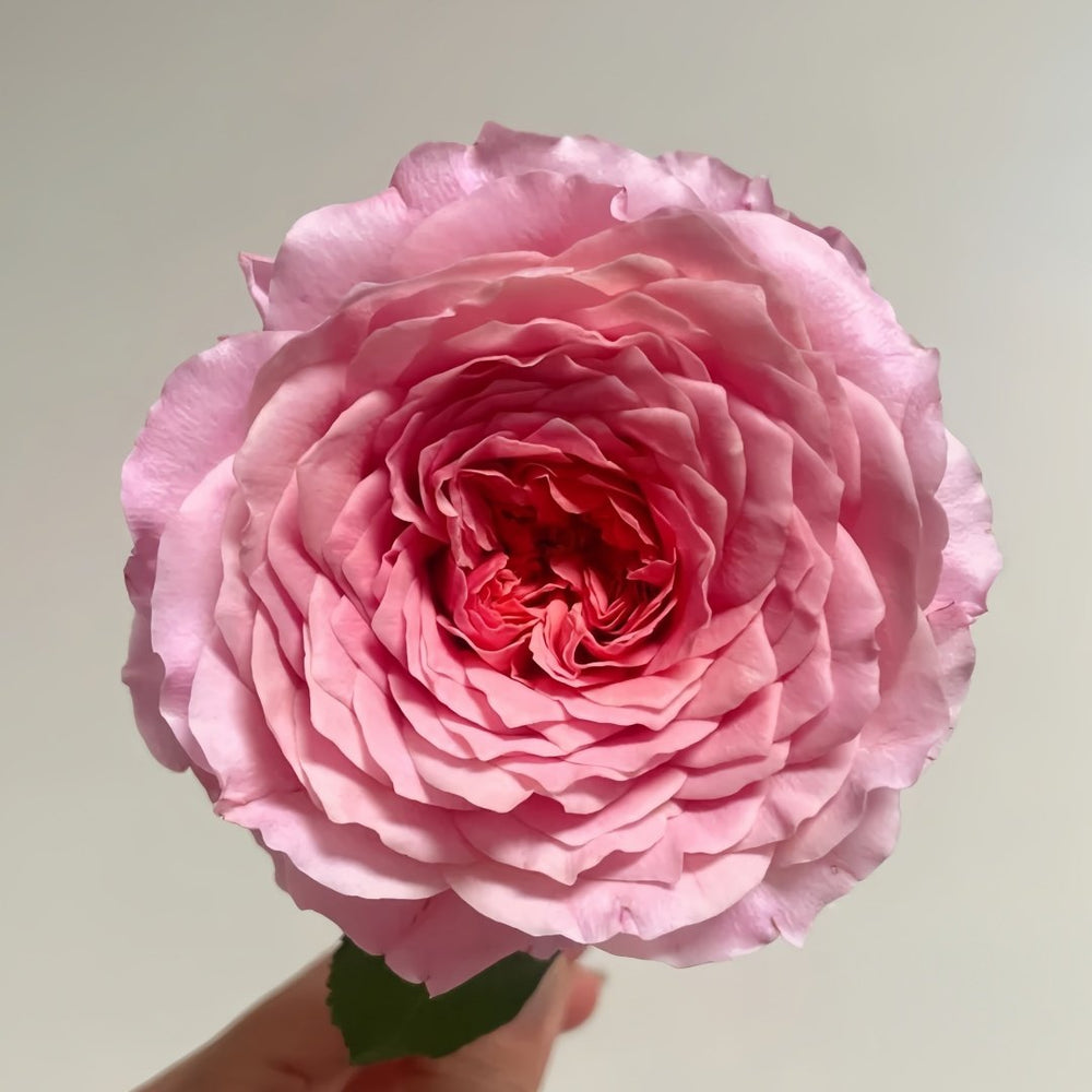 Eisvogel Rose Plant | 翠鸟 image 1